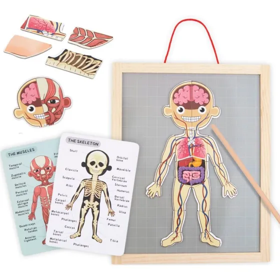 Mamabrum MAM48 BODY CHART - Magnetyczne puzzle anatomia ciała człowieka